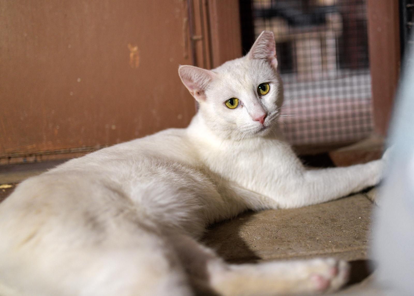 Sonic, ADOPTABLE, Adult Male Domestic Short Hair.