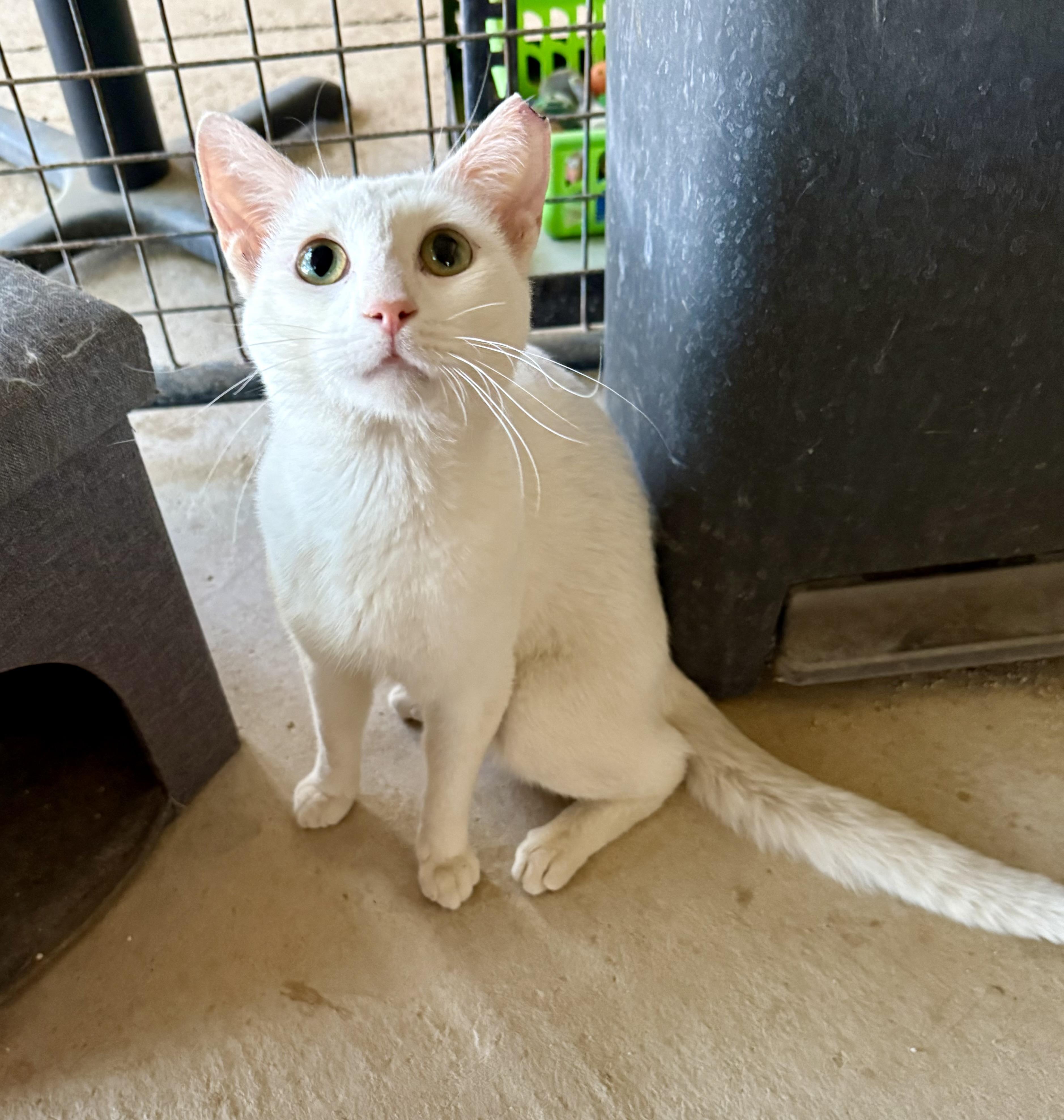 Sonic, ADOPTABLE, Adult Male Domestic Short Hair.