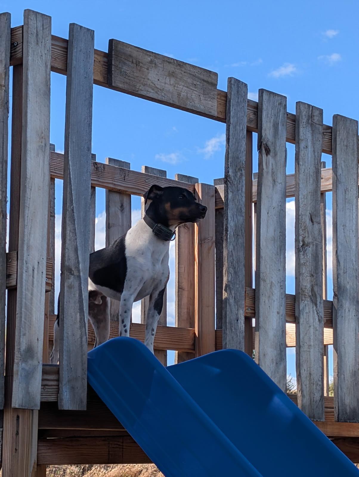 Enlarge Lloyd, a ADOPTABLE Jack Russell Terrier in Goldendale, WA image 3/3