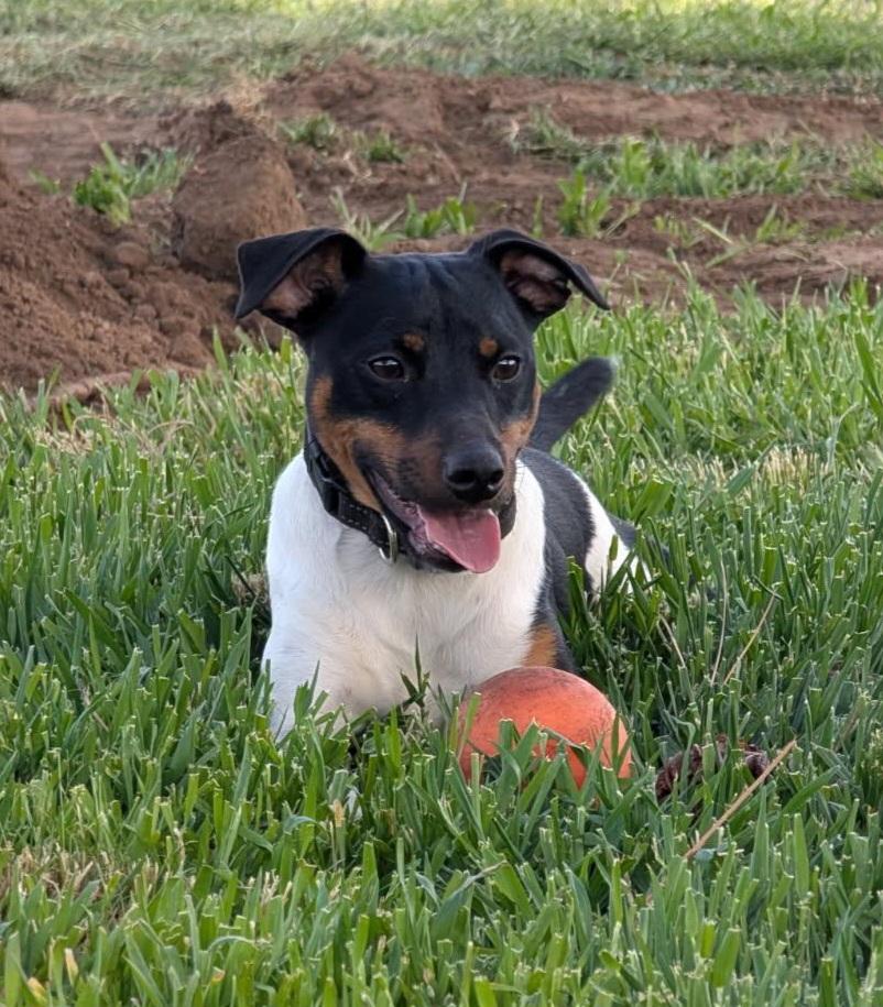 Enlarge Lloyd, a ADOPTABLE Jack Russell Terrier in Goldendale, WA image 2/3