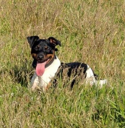 Enlarge Lloyd, a ADOPTABLE Jack Russell Terrier in Goldendale, WA image 1/3