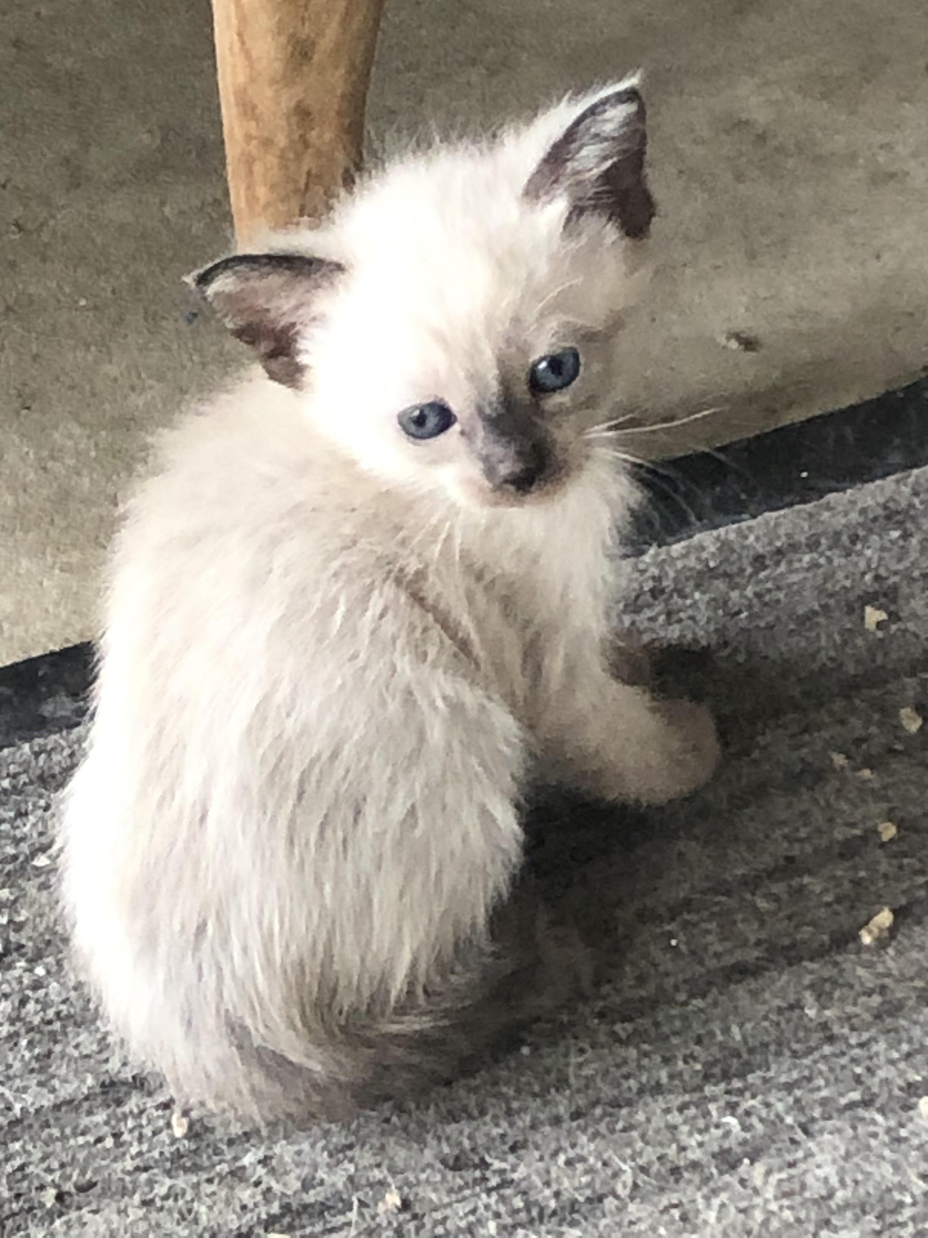 Duskys Baby, adopted, Kitten Female Siamese.
