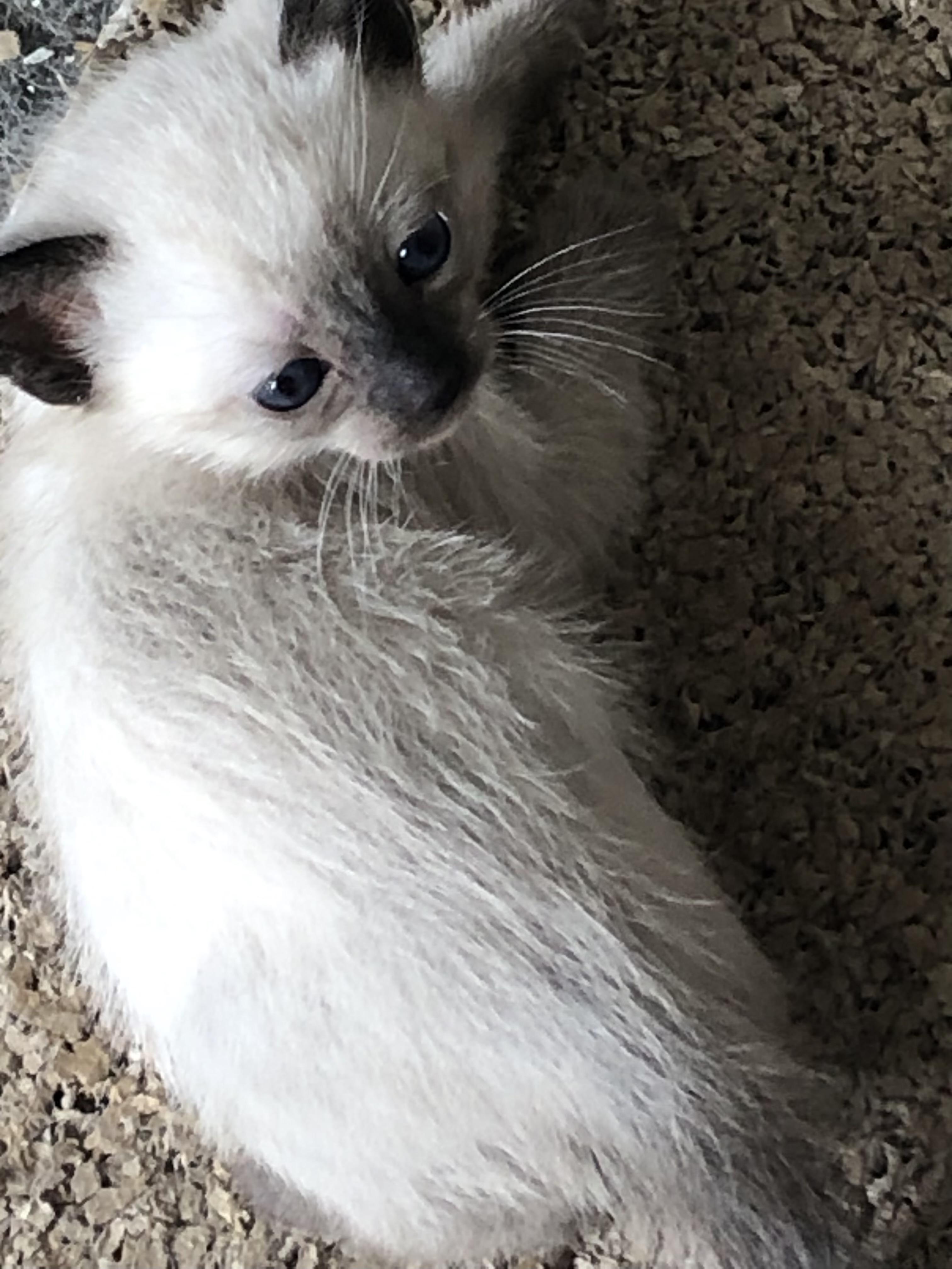 Enlarge Duskys Baby, an adopted Siamese in Torrance, CA image 2/2