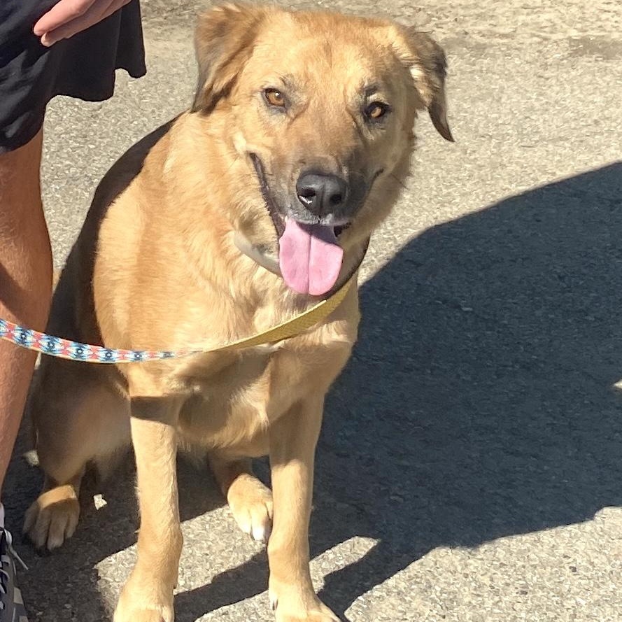 Enlarge Pepper, a Adoptable mixed breed in Morristown, NJ image 3/6