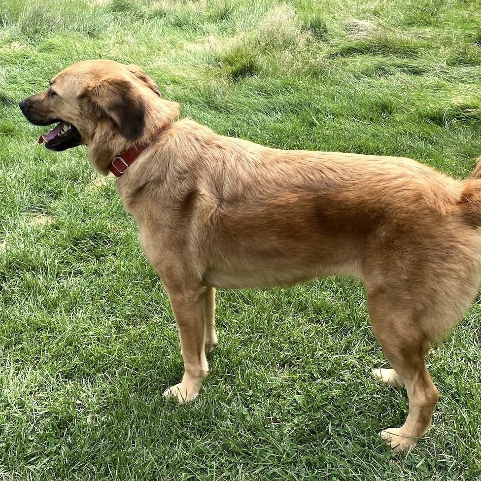 Enlarge Pepper, a Adoptable mixed breed in Morristown, NJ image 4/6
