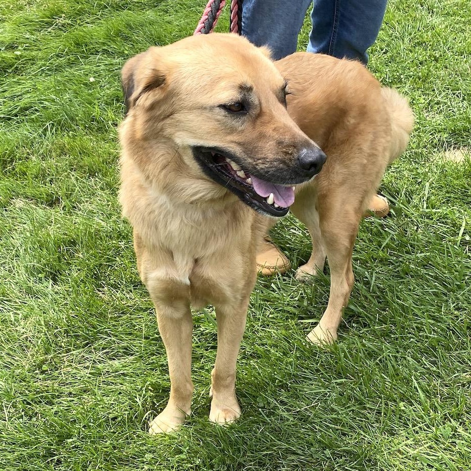 Enlarge Pepper, a Adoptable mixed breed in Morristown, NJ image 6/6
