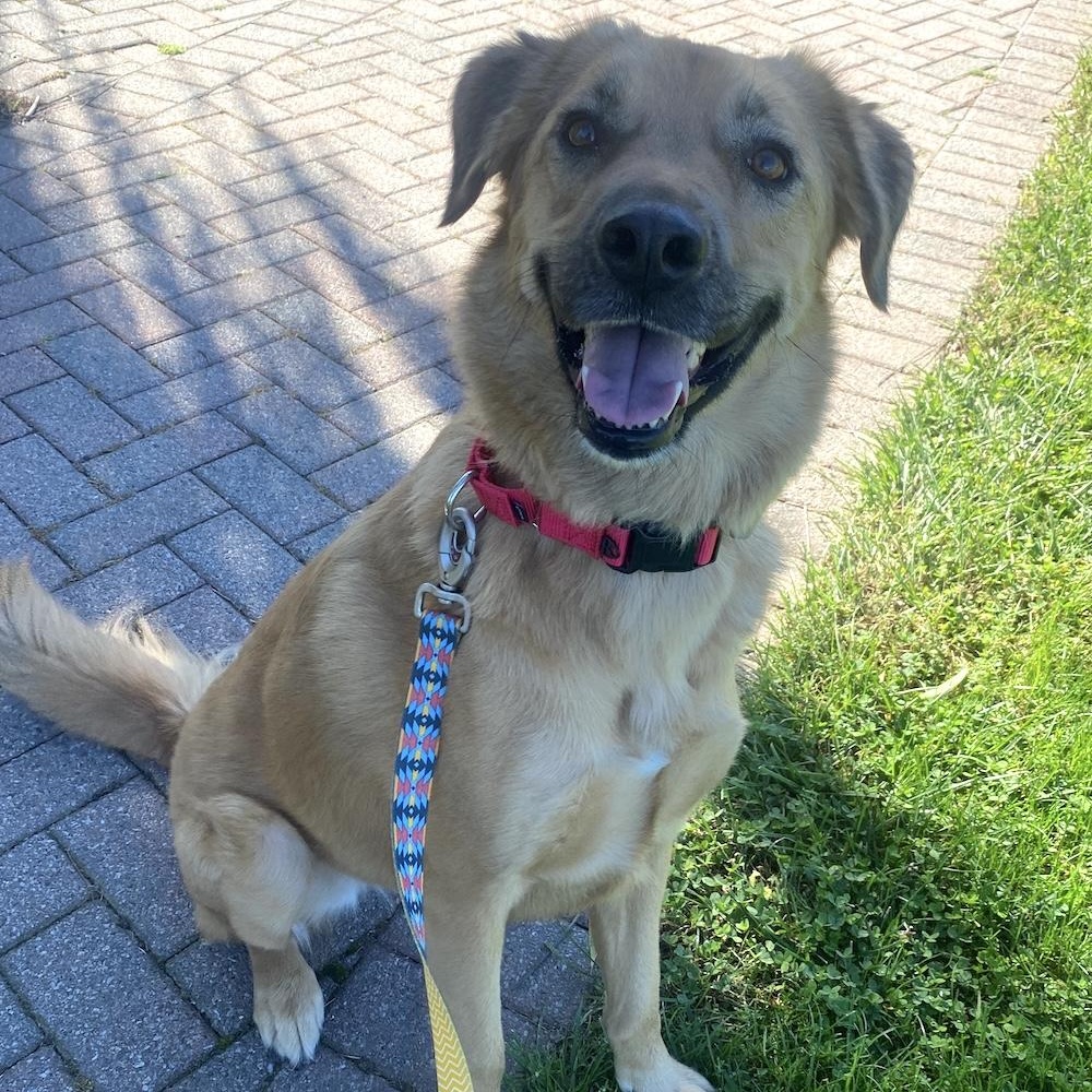 Pepper, Adoptable, Young Female Golden Retriever & Shepherd.