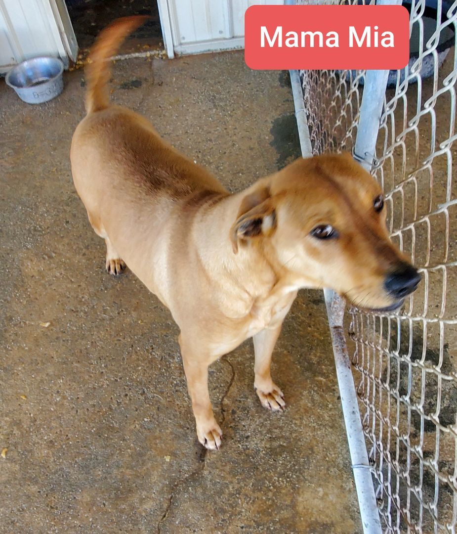 Dog for adoption Mama Mia, a Labrador Retriever in Morrison, TN