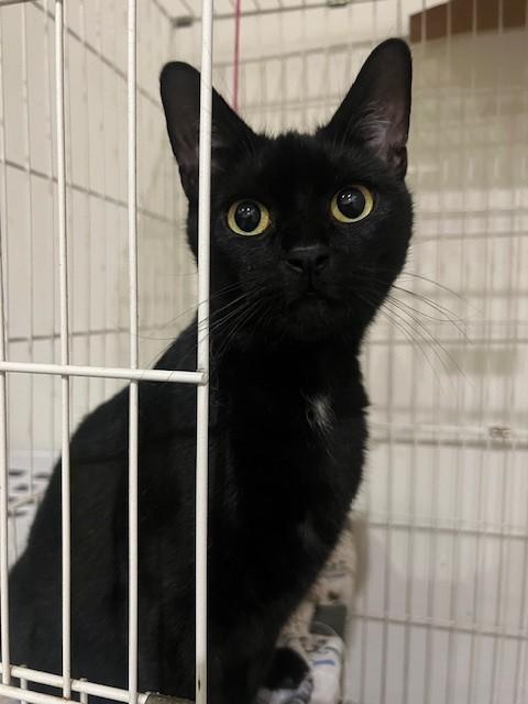 Hestia, Adopted, Adult Female Domestic Short Hair.