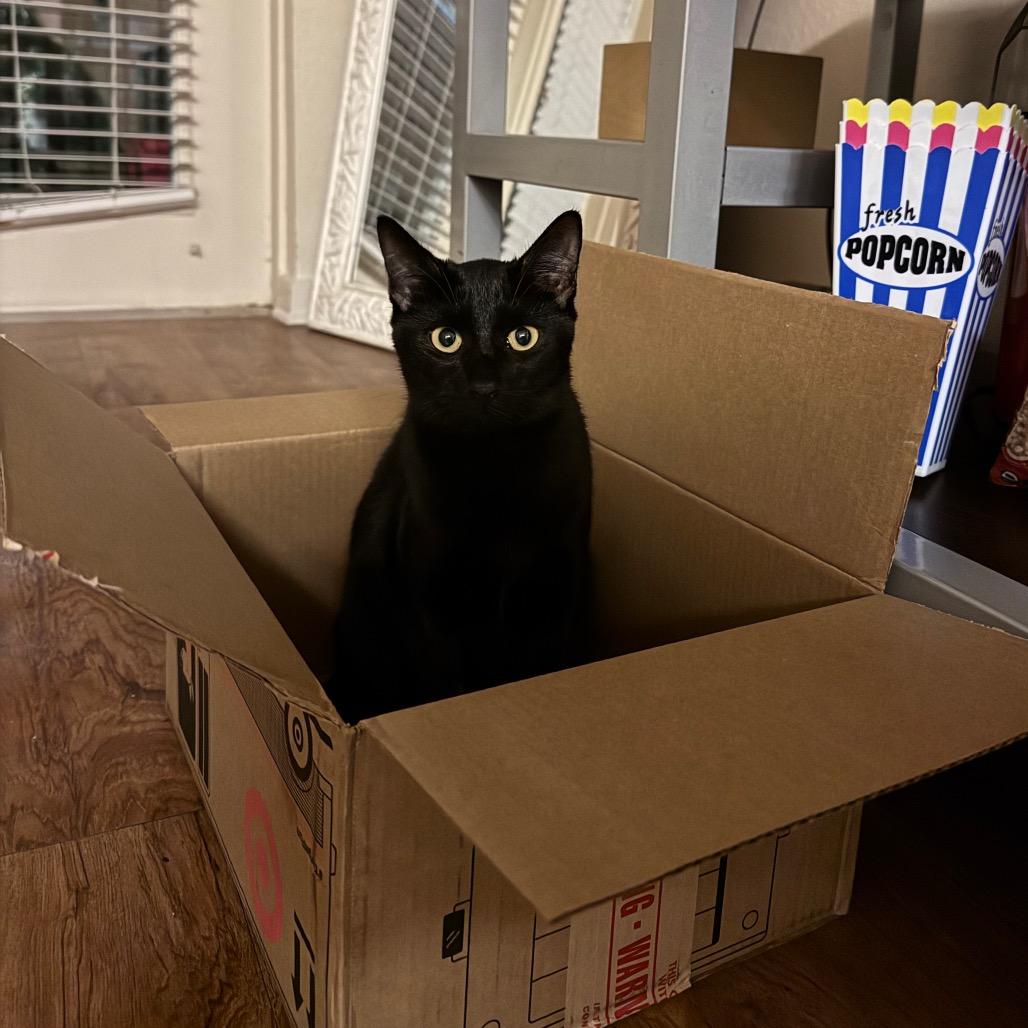 Jackie Quincy-IJ, Adoptable, Young Male Domestic Short Hair.