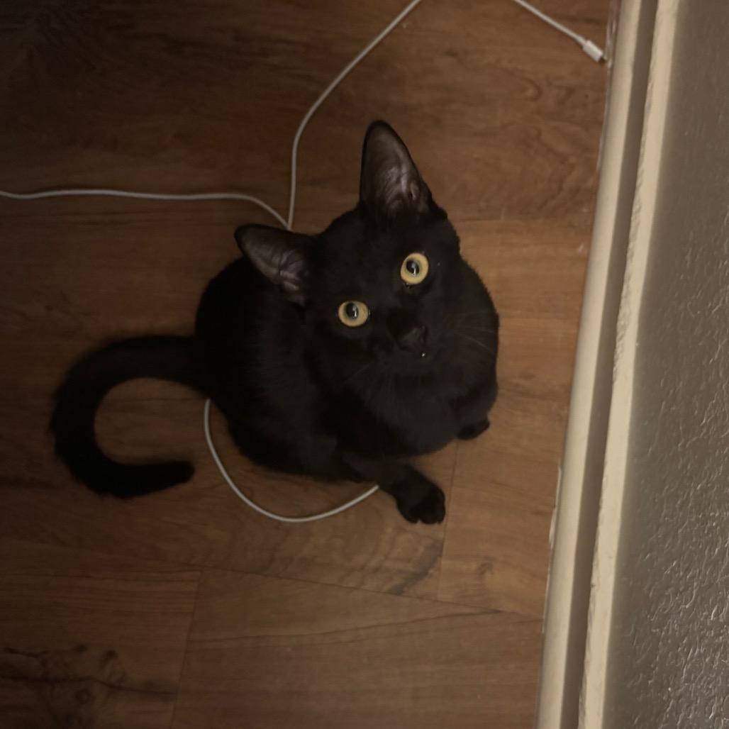 Enlarge Jackie Quincy-IJ, a Adoptable Domestic Short Hair in Tallahassee, FL image 3/4