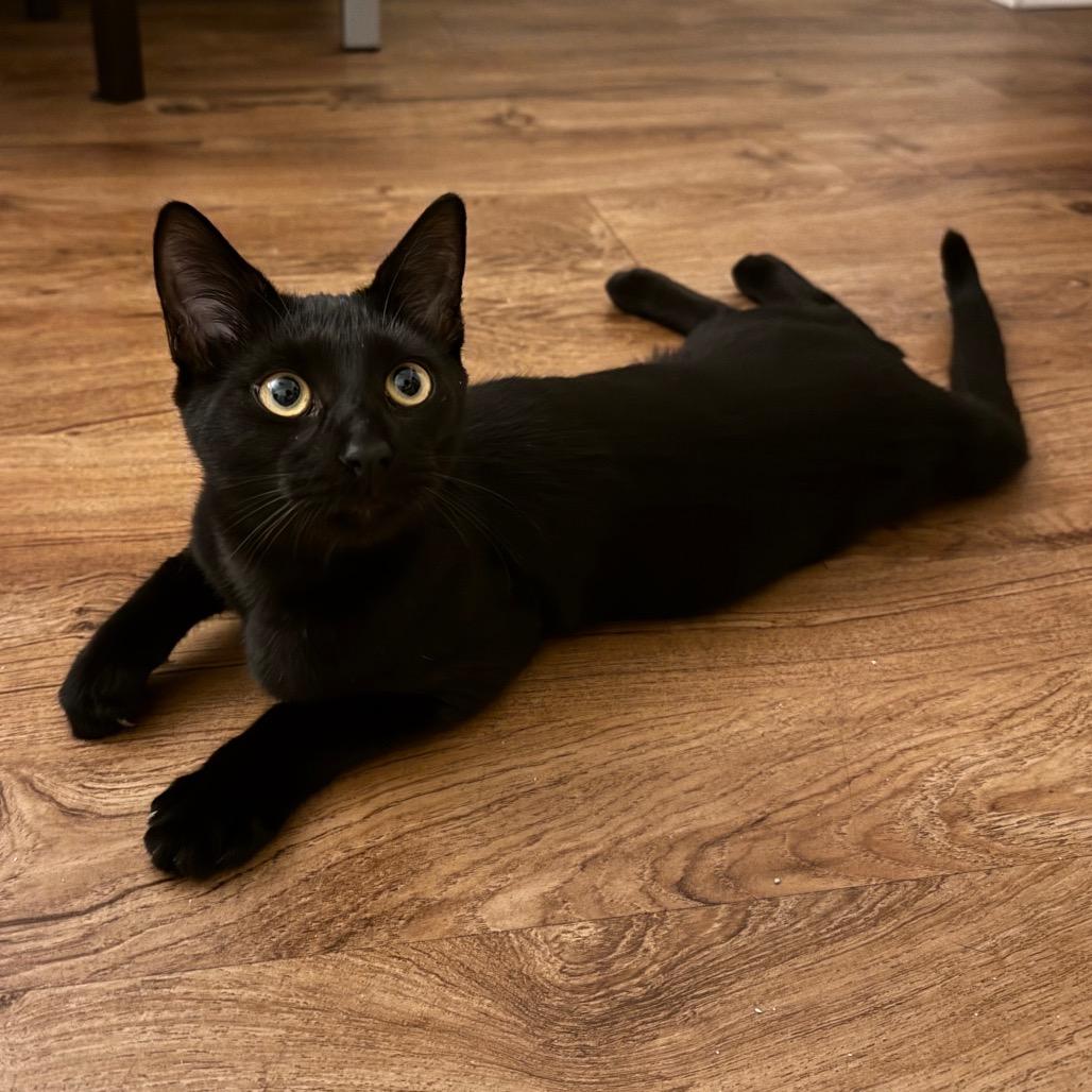 Enlarge Jackie Quincy-IJ, a Adoptable Domestic Short Hair in Tallahassee, FL image 4/4