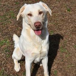 Aladdin, Adoptable, Adult Male Yellow Labrador Retriever.