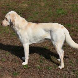 Aladdin, a Adoptable Yellow Labrador Retriever in Columbus, NC image 2/5