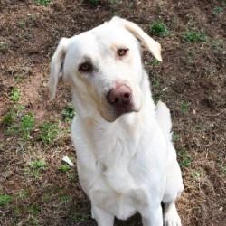 Aladdin, a Adoptable Yellow Labrador Retriever in Columbus, NC image 3/5