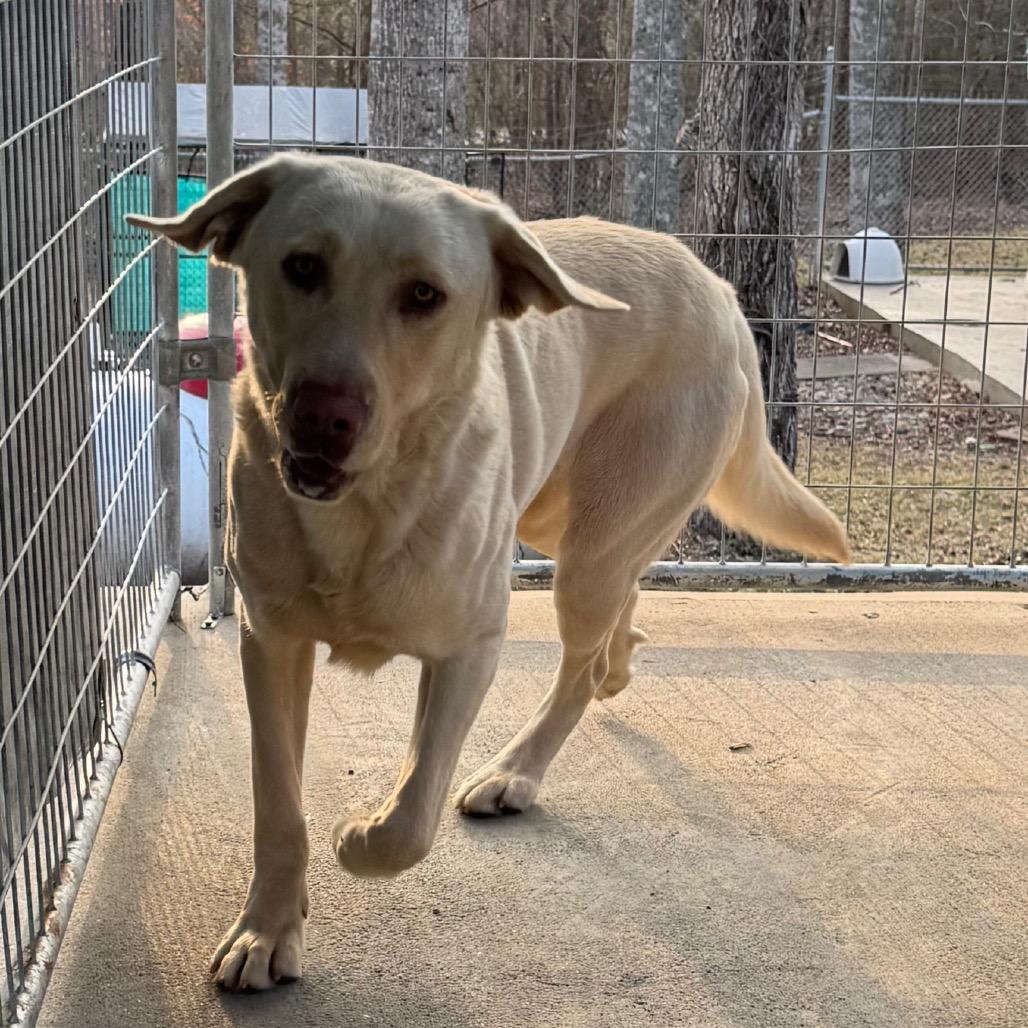 Aladdin, a Adoptable Yellow Labrador Retriever in Columbus, NC image 5/5