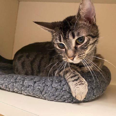 Enlarge Penelope, a Adoptable Domestic Short Hair in Dayton, OH image 1/1