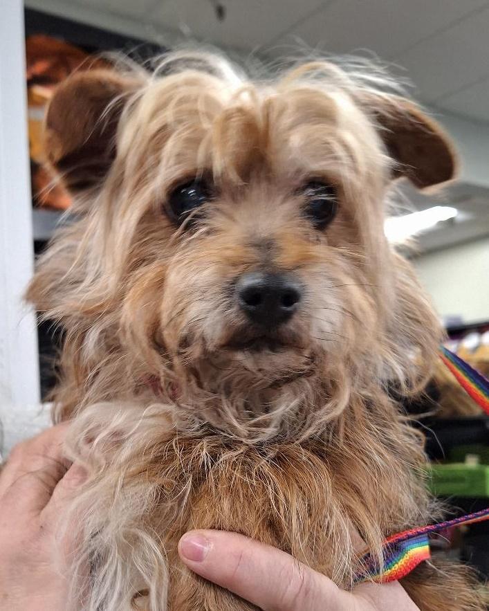 Rusty, ADOPTABLE, Senior Male Terrier.