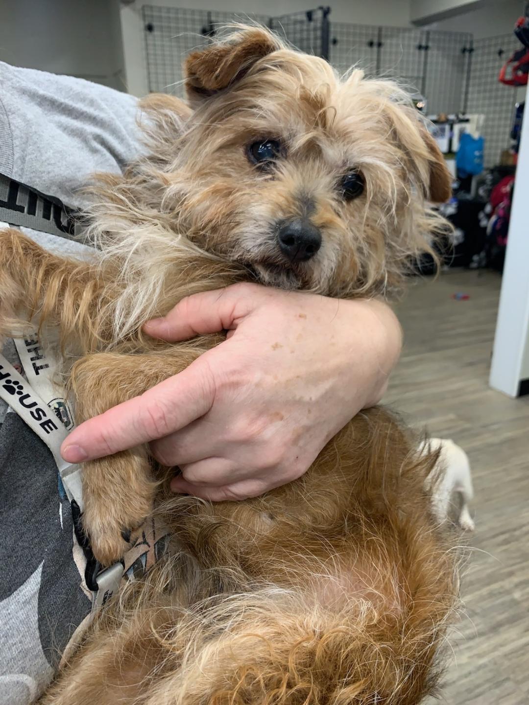 Enlarge Rusty, a ADOPTABLE mixed breed in Salem, OR image 2/3
