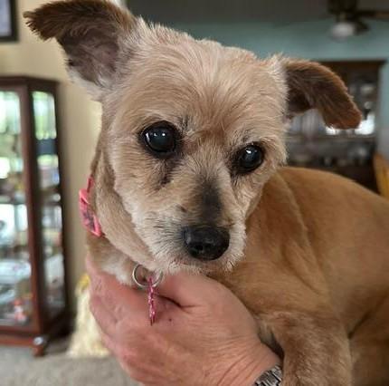 Rusty, ADOPTABLE, Senior Male Terrier.