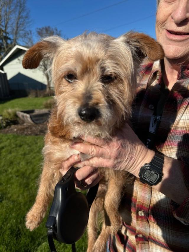Enlarge Rusty, a ADOPTABLE mixed breed in Salem, OR image 3/3
