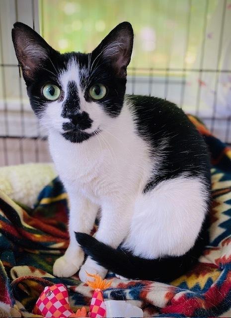 Trixie, Adoptable, Adult Female Domestic Short Hair.
