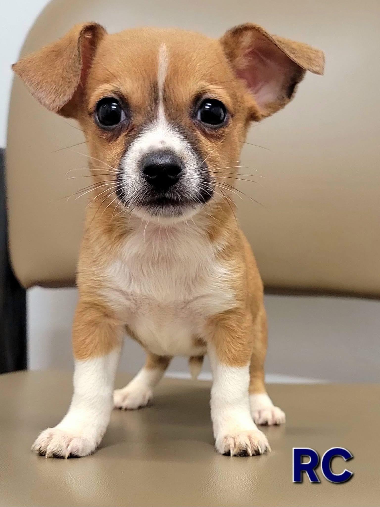 RC , adopted, Puppy Female Dachshund & Chihuahua.