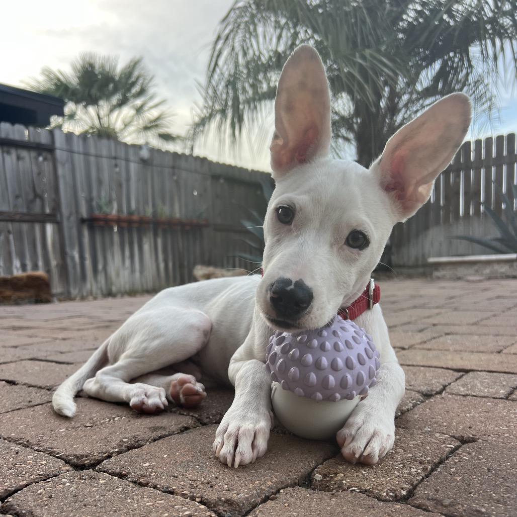Slim Shady, Adopted, Puppy Male American Staffordshire Terrier.