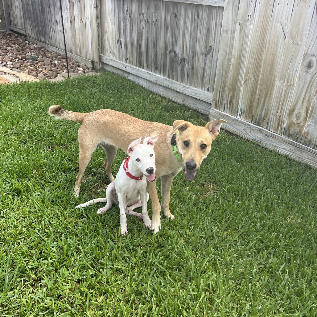 Enlarge Slim Shady, a Adopted mixed breed in  Des Peres, MO image 3/6