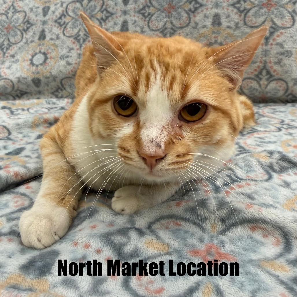 Enlarge Shine, a Adoptable Domestic Short Hair in Raleigh, NC image 1/1