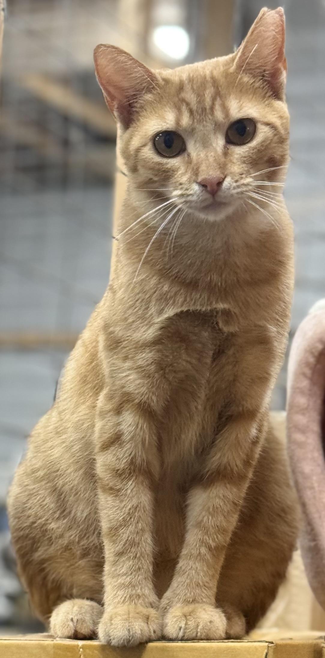 Ginger- polydactyl, a Adoptable Domestic Short Hair in Johnston, RI image 1/4