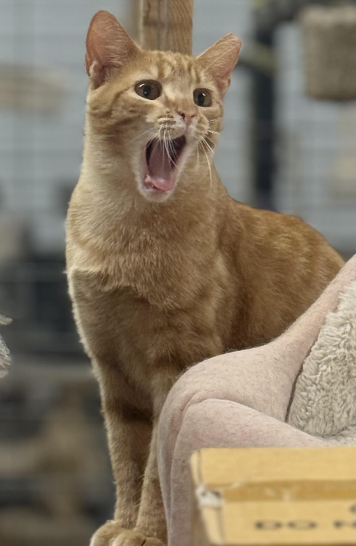 Ginger- polydactyl, Adoptable, Adult Female Domestic Short Hair.