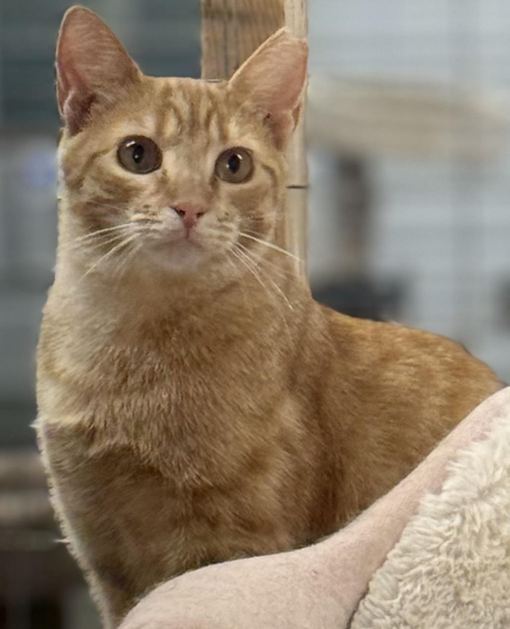 Ginger- polydactyl, a Adoptable Domestic Short Hair in Johnston, RI image 3/4
