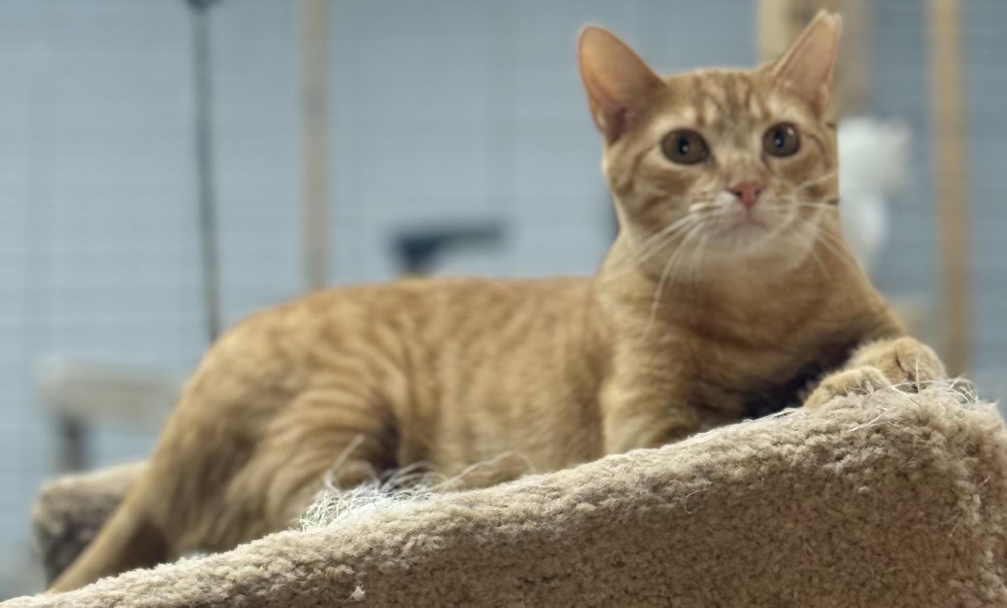 Ginger- polydactyl, a Adoptable Domestic Short Hair in Johnston, RI image 4/4