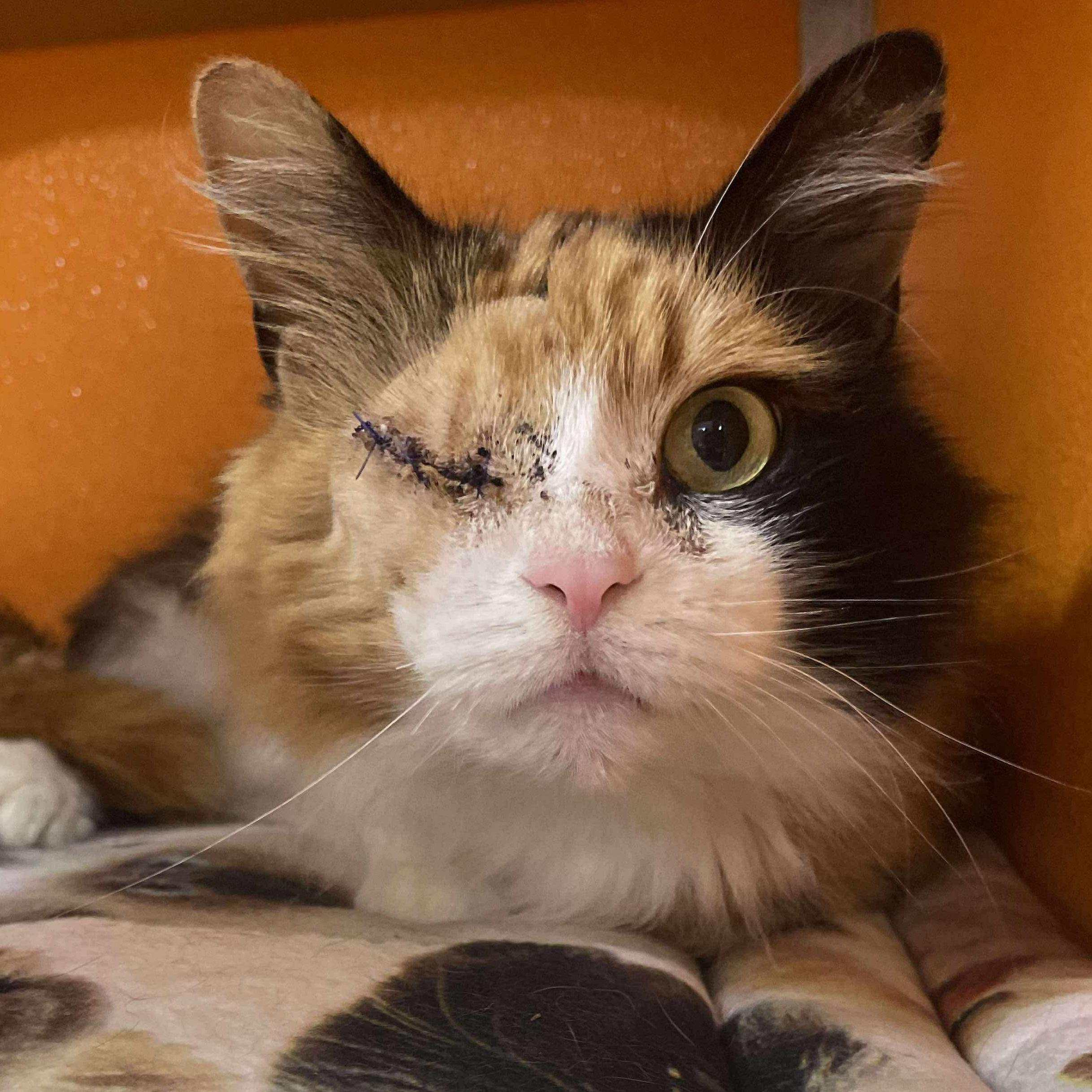 Unity, an adoptable Domestic Medium Hair in Elyria, OH image 3/6