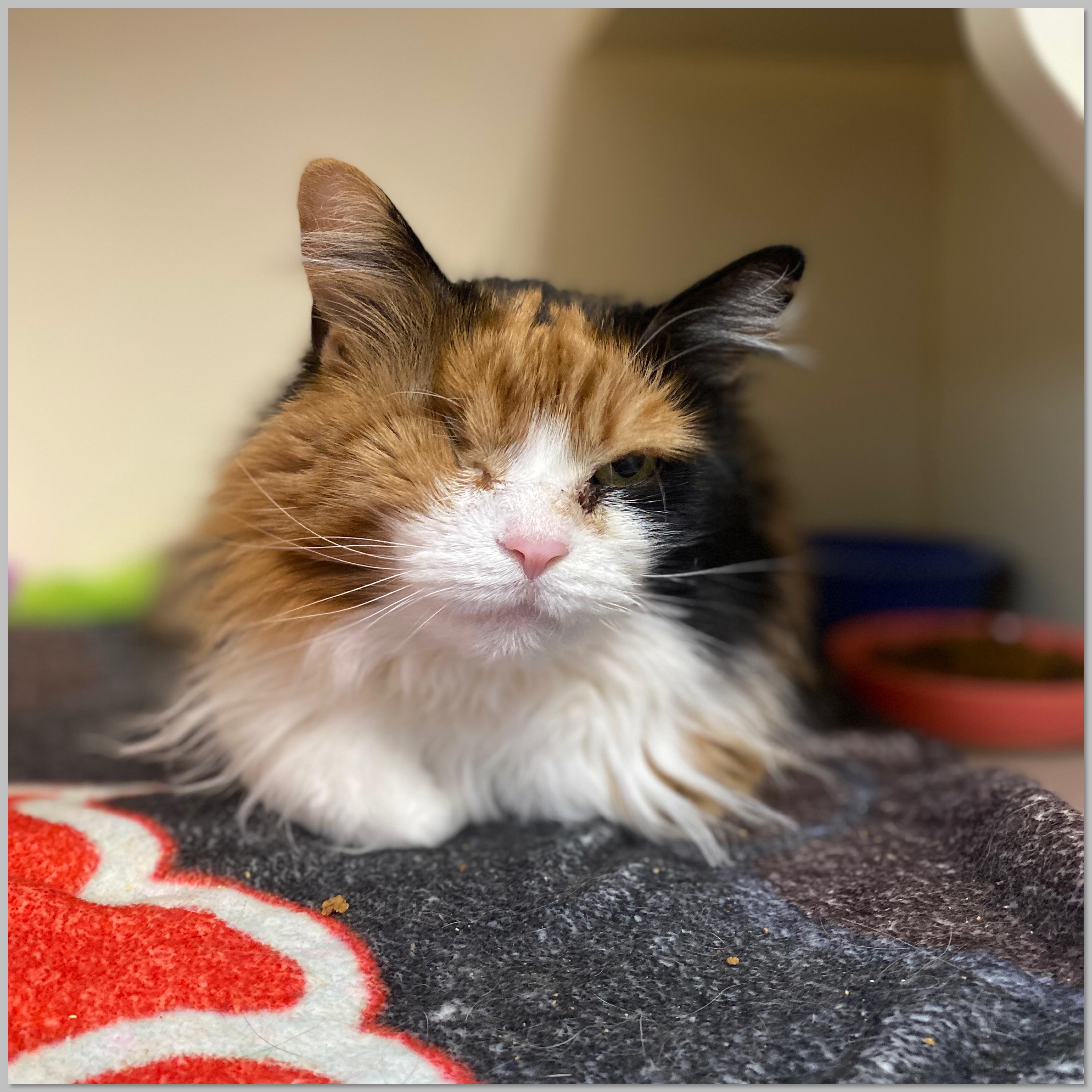 Enlarge Unity, an adoptable Domestic Medium Hair in Elyria, OH image 2/6