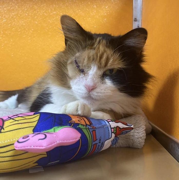 Unity, an adoptable Domestic Medium Hair in Elyria, OH image 5/6