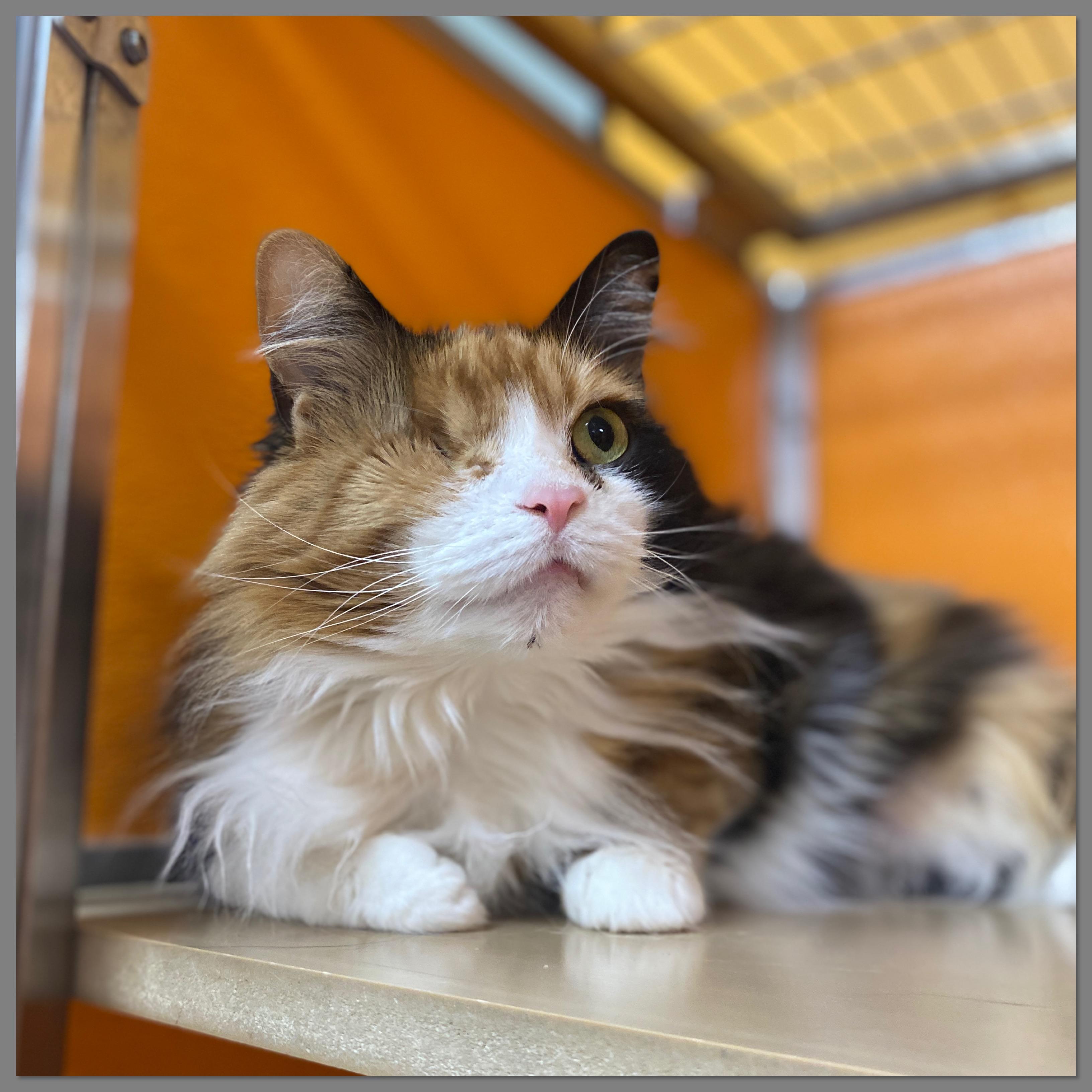 Unity, an adoptable Domestic Medium Hair in Elyria, OH image 4/6