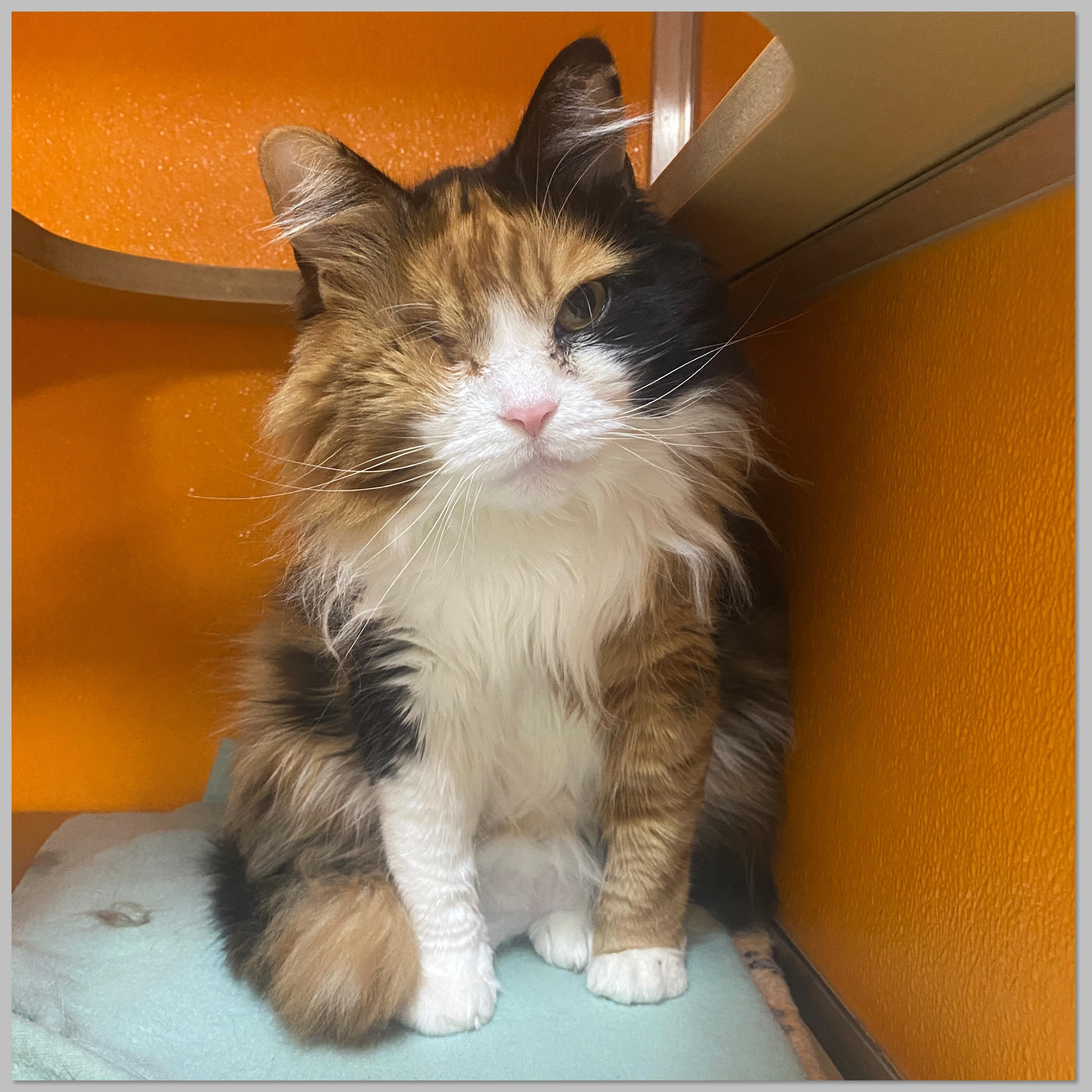 Unity, adoptable, Adult Female Domestic Medium Hair.