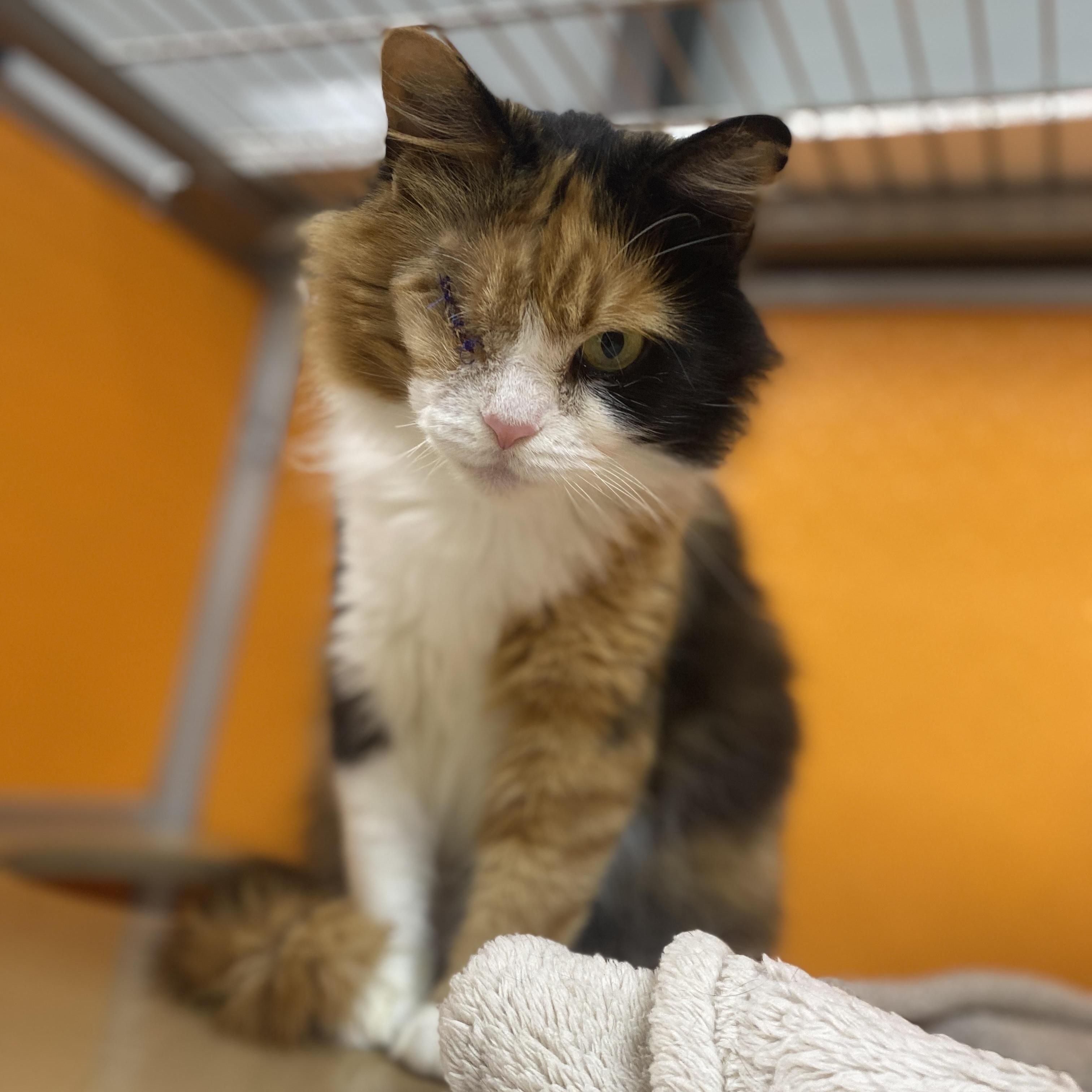 Unity, an adoptable Domestic Medium Hair in Elyria, OH image 6/6