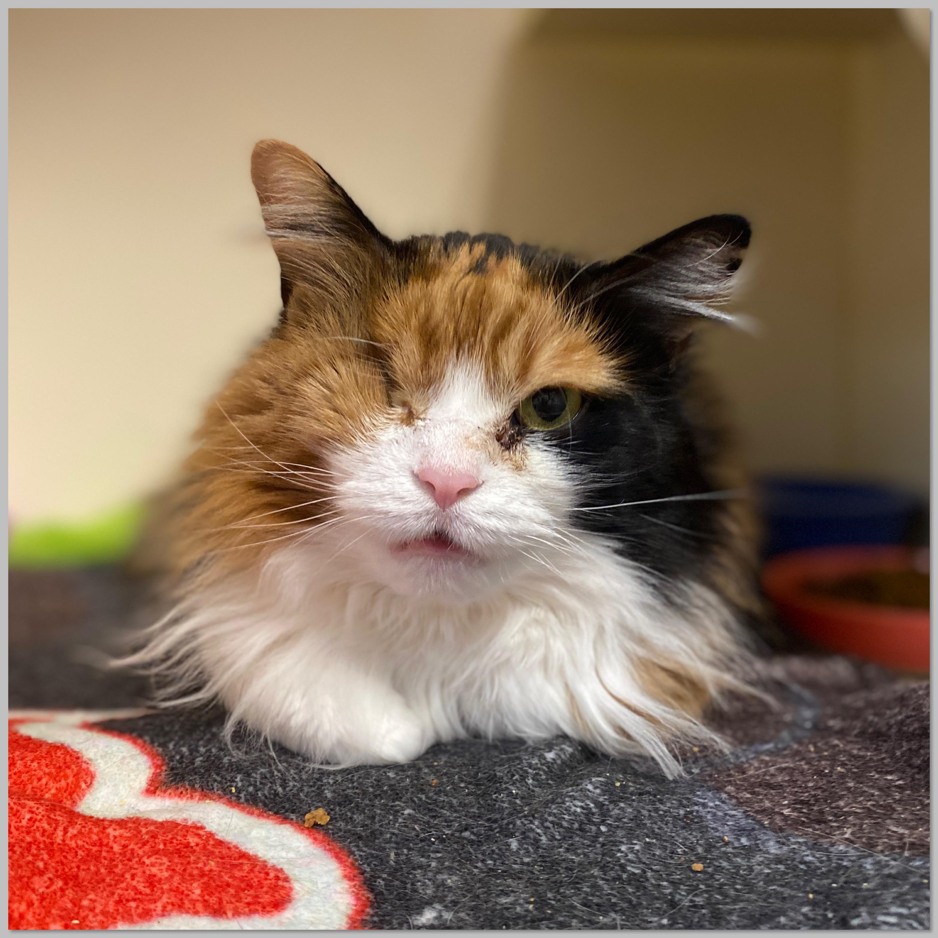Enlarge Unity, an adoptable Domestic Medium Hair in Elyria, OH image 6/6