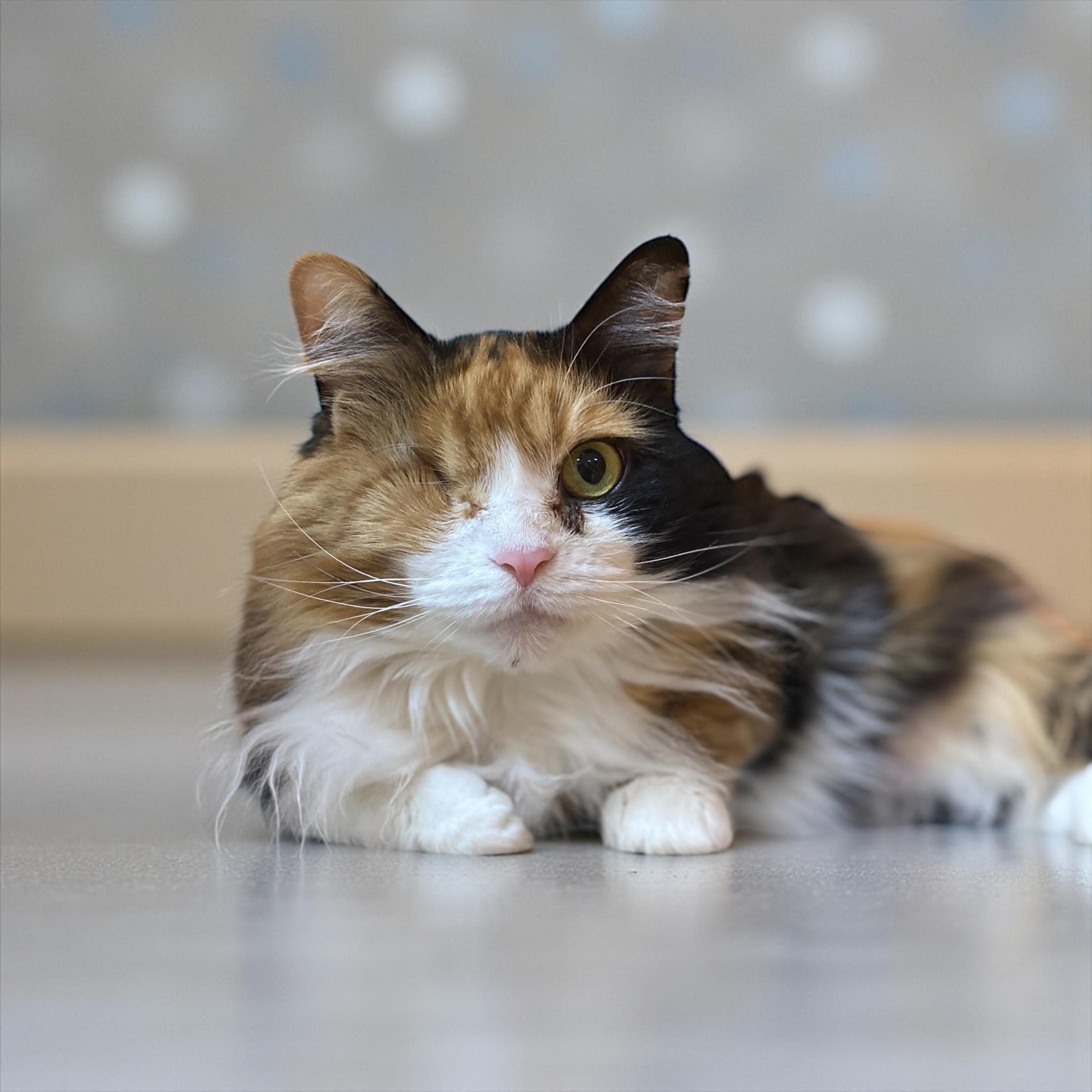 Unity, an adoptable Domestic Medium Hair in Elyria, OH image 1/6