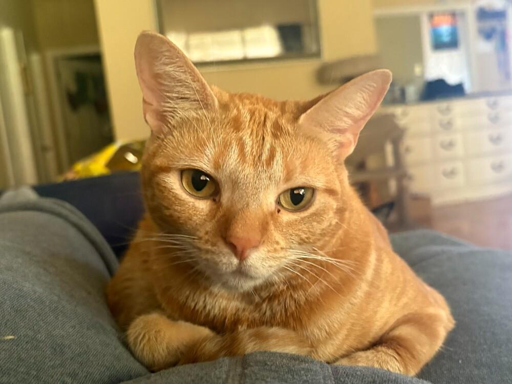 Willow, Adoptable, Young Female American Shorthair.