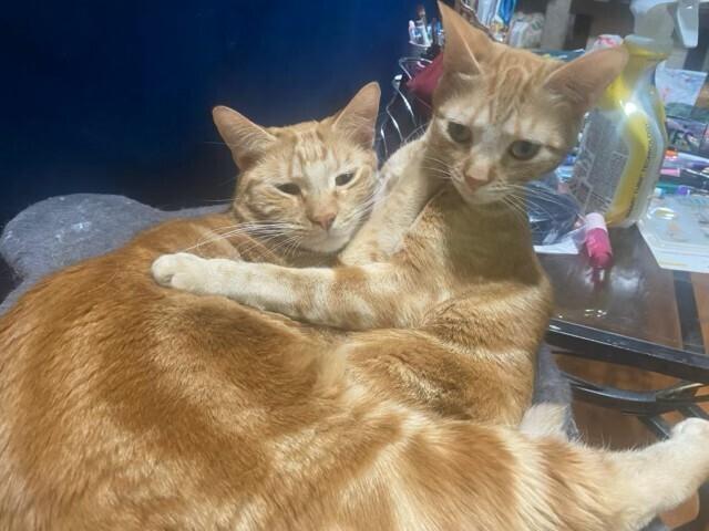 Willow, a Adoptable mixed breed in Covington, LA image 2/2