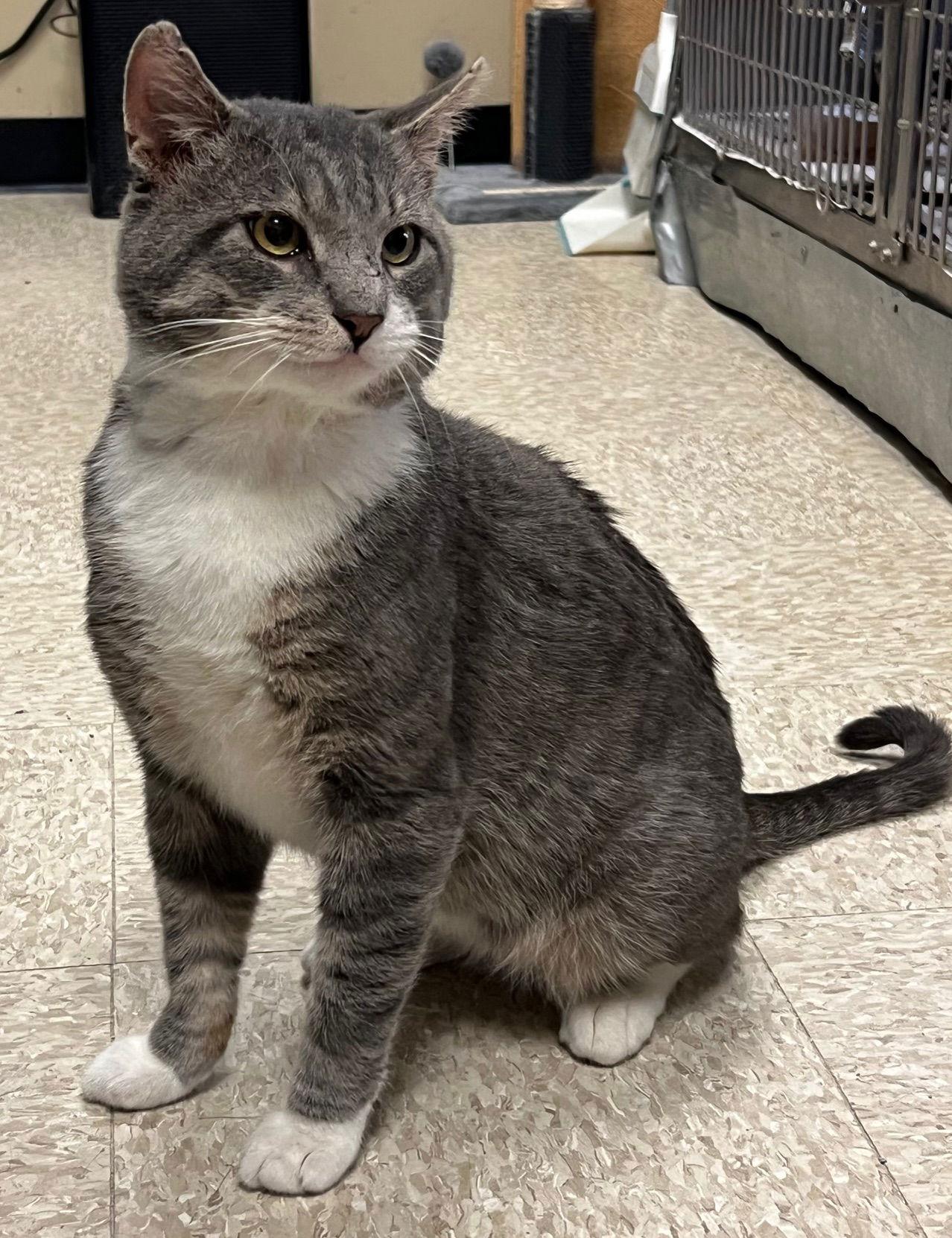 Buster, Adopted, Senior Male Domestic Short Hair.