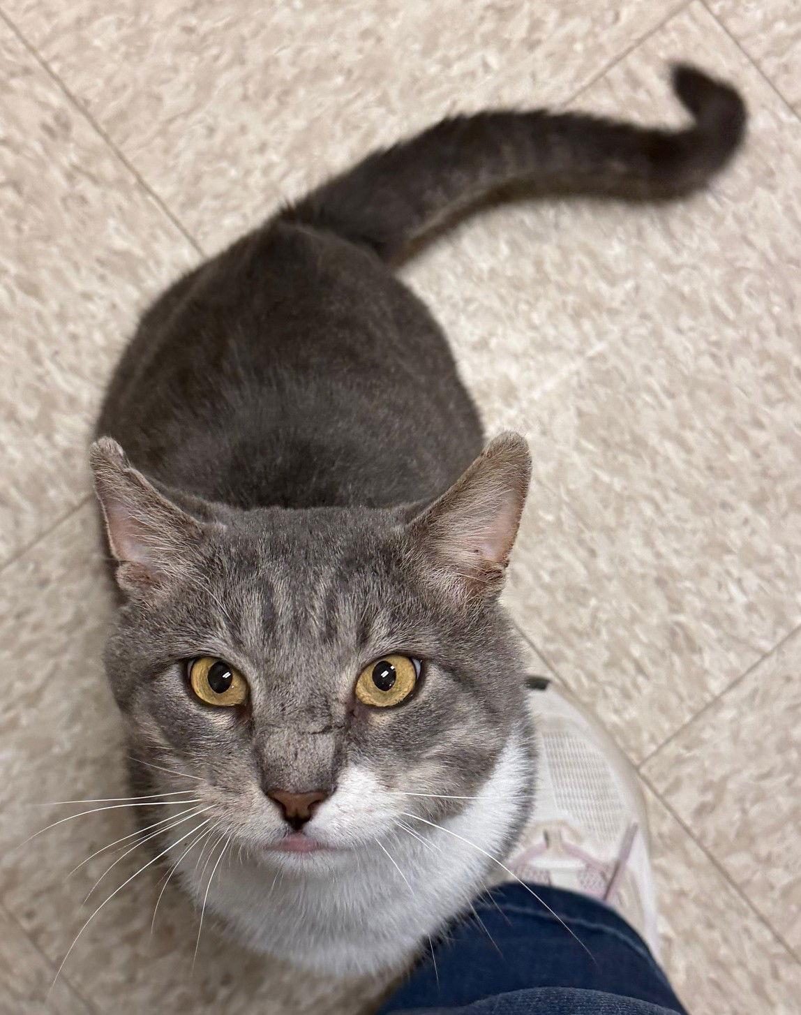 Enlarge Buster, a Adopted Domestic Short Hair in Herndon, VA image 2/3