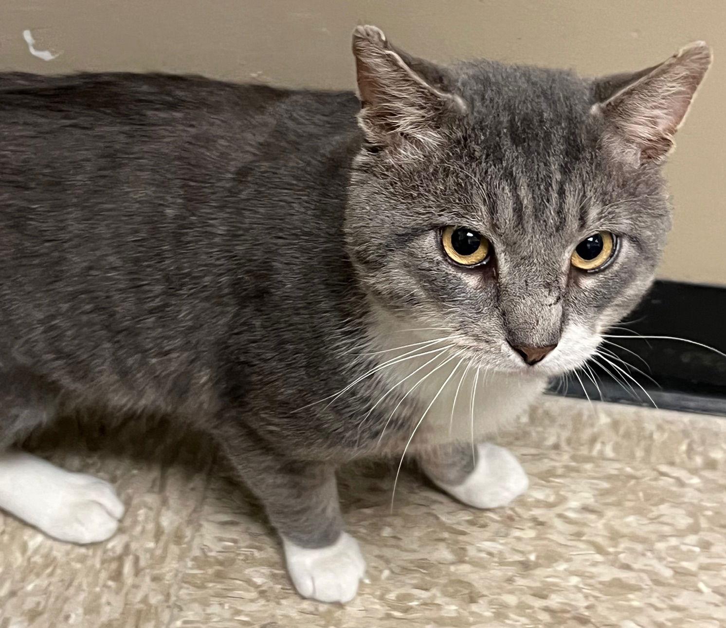 Enlarge Buster, a Adopted Domestic Short Hair in Herndon, VA image 3/3