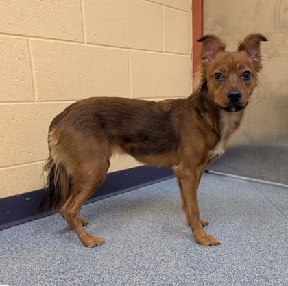 Gabriella, Adoptable, Young Female Spaniel & Mixed Breed.