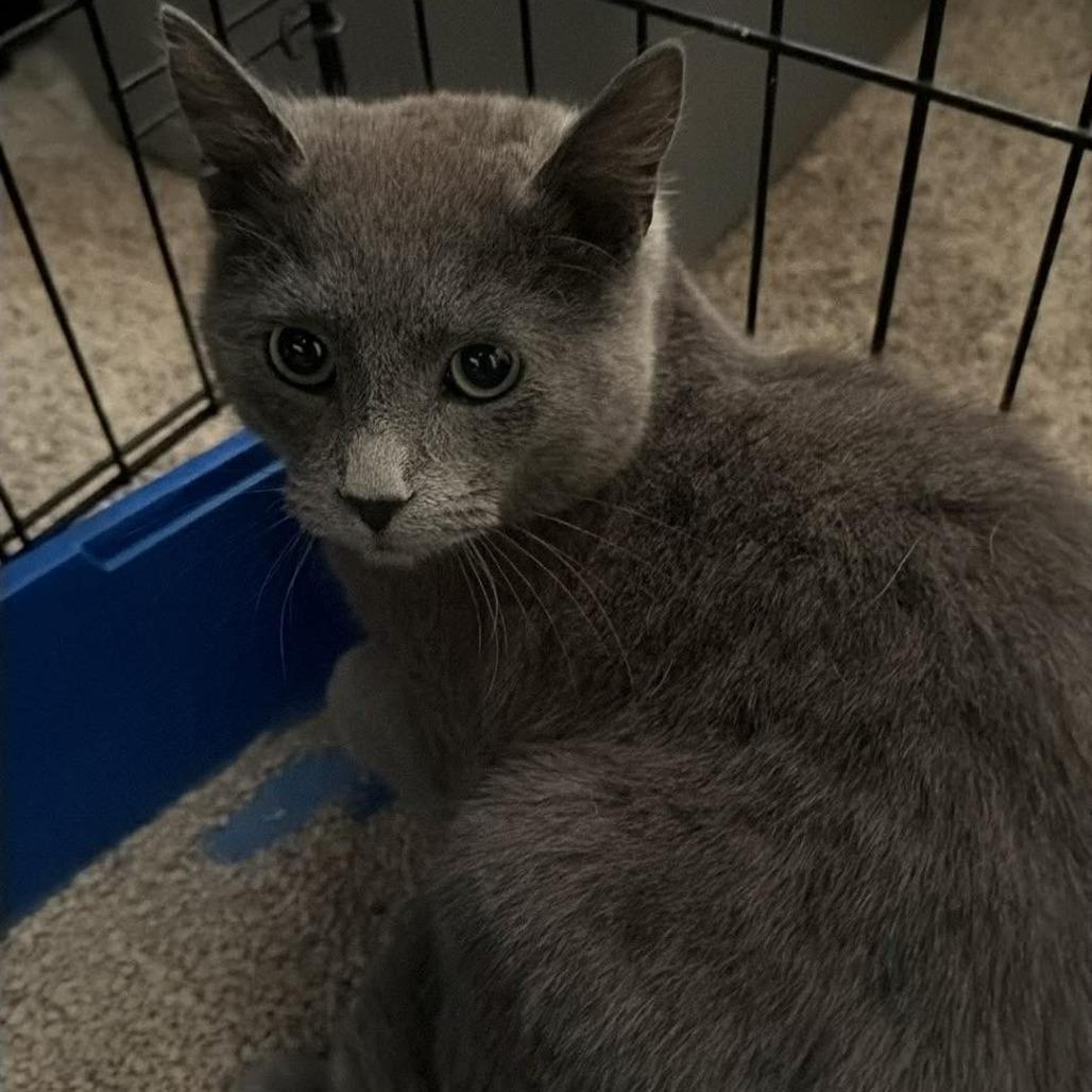 Billy Joe, Adoptable, Kitten Male Domestic Short Hair.