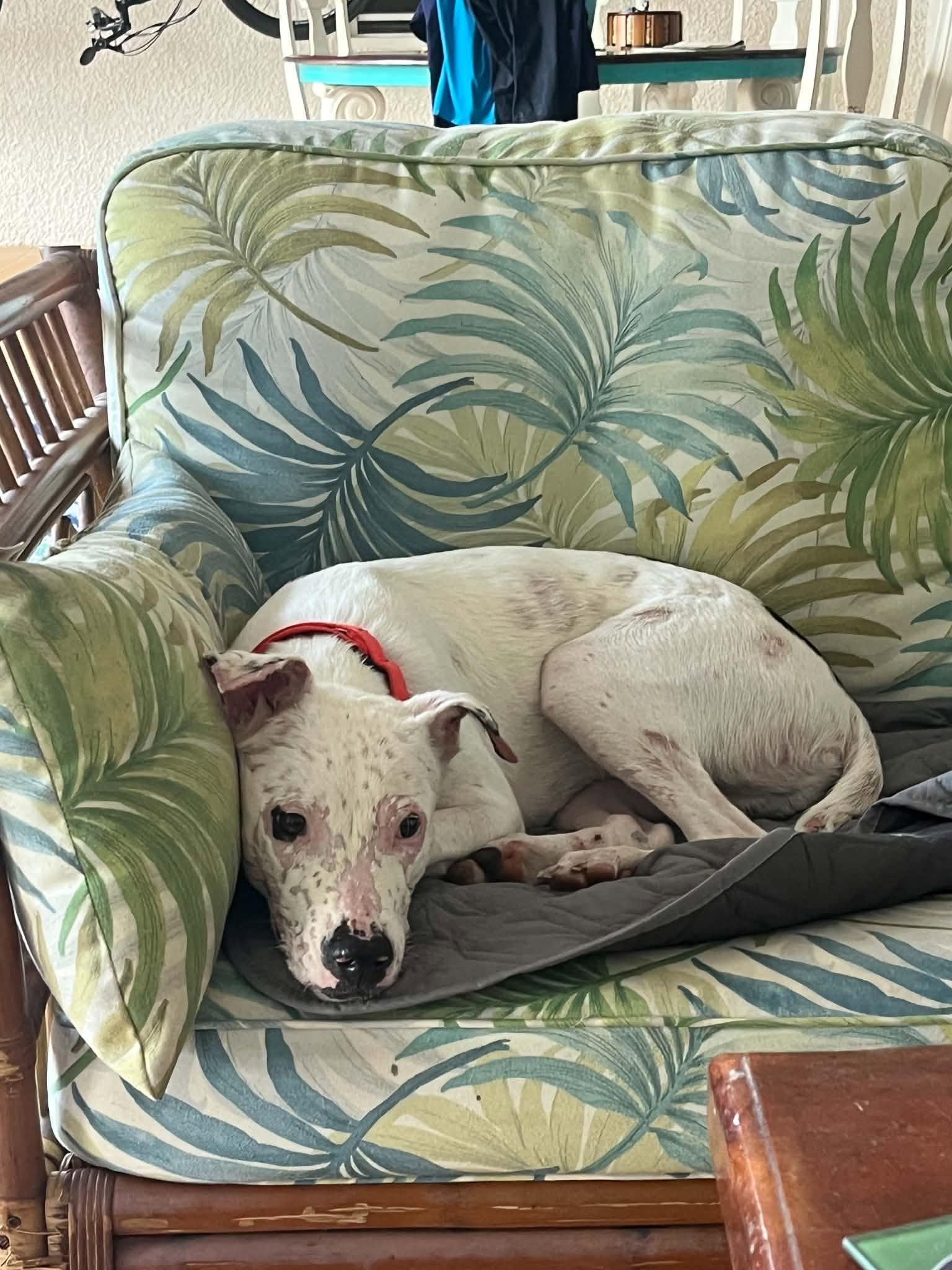 Enlarge LUKE, a Adoptable Mixed Breed in Wilder, VT image 4/6